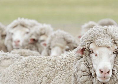 Australian Wool Innovation Limited